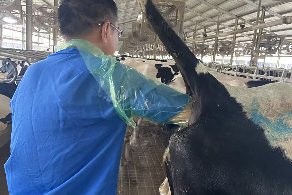 Artificial Insemination Glove